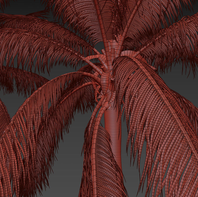 Coconut tree - Cocos Nucifera 3D model_5