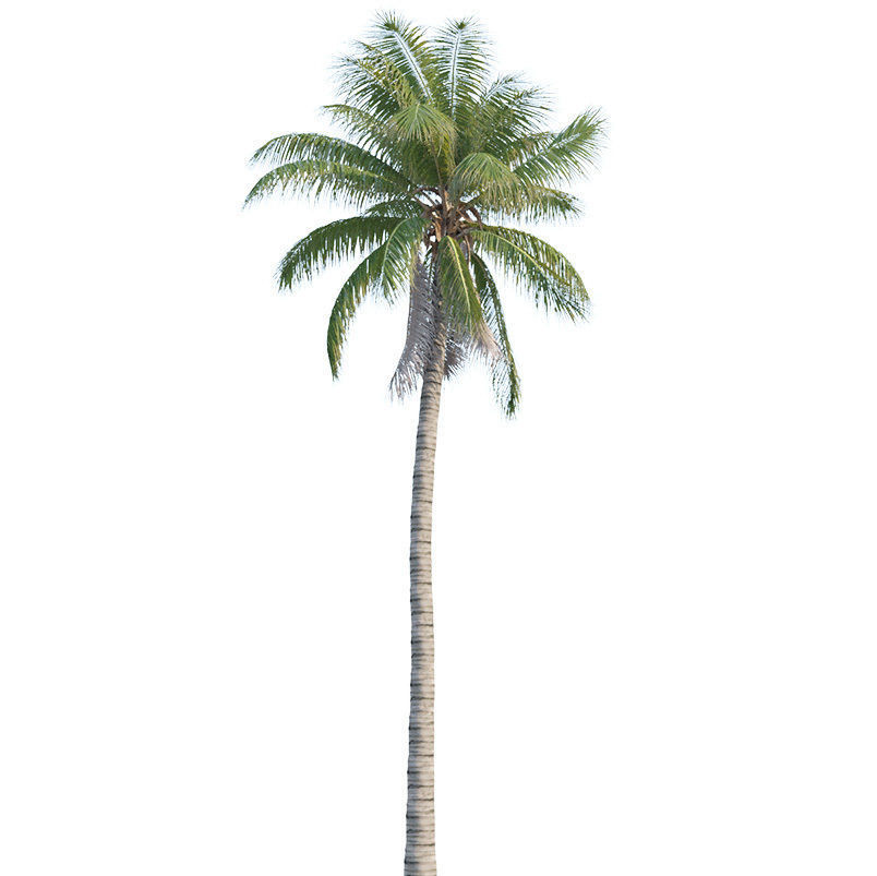 Coconut tree - Cocos Nucifera 3D model_4