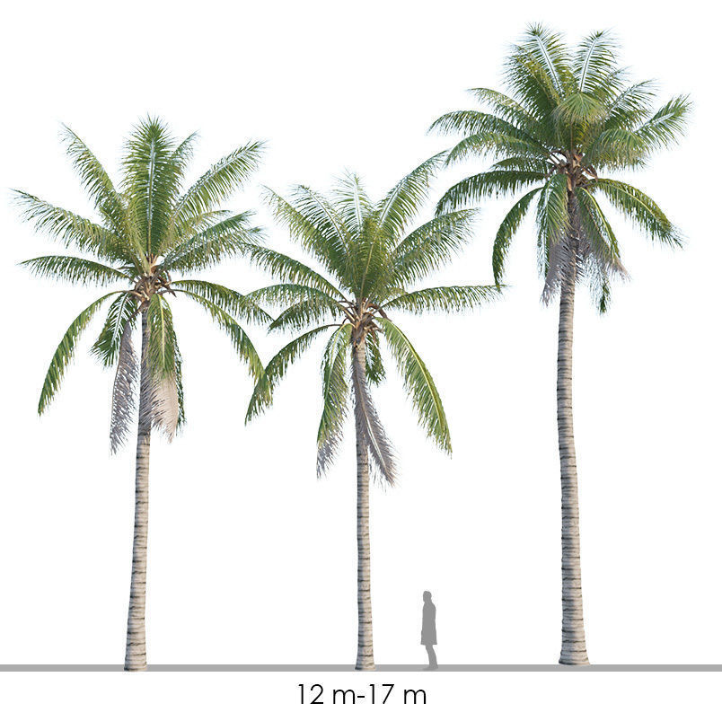 Coconut tree - Cocos Nucifera 3D model_0