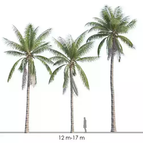 Coconut tree - Cocos Nucifera 3D model