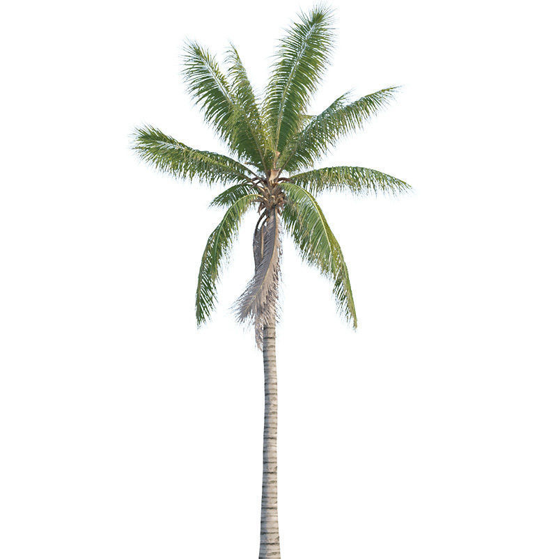 Coconut tree - Cocos Nucifera 3D model_2
