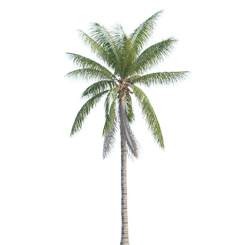 Coconut tree - Cocos Nucifera 3D model_3