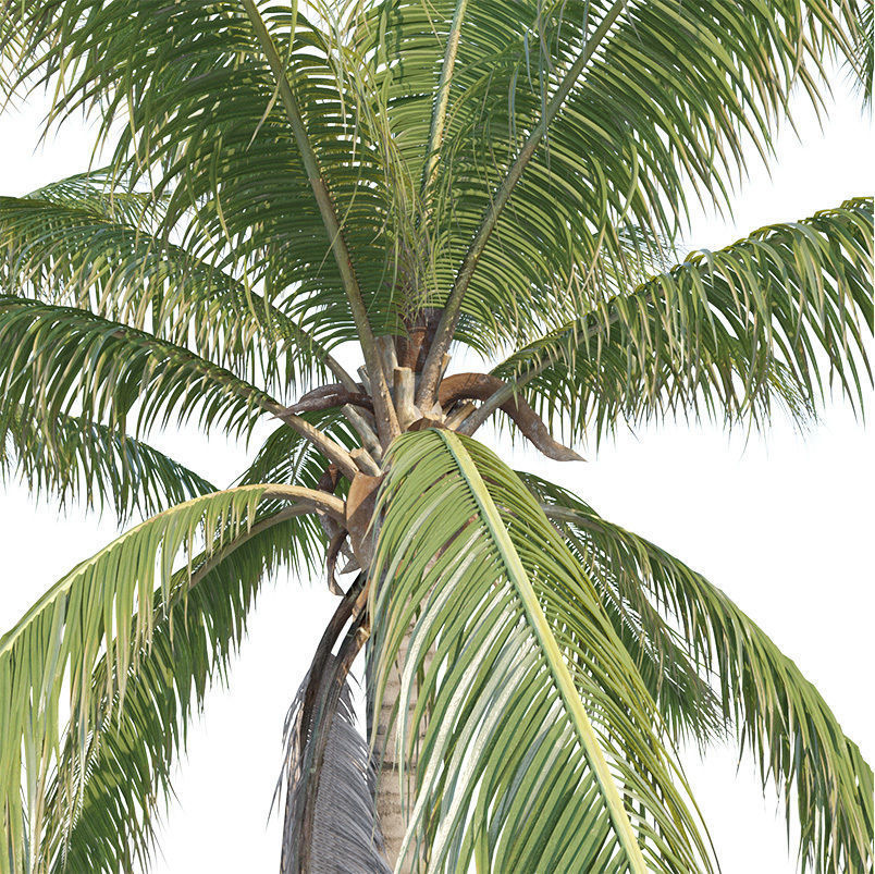 Coconut tree - Cocos Nucifera 3D model_1