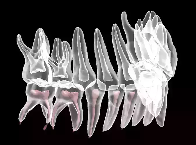 Primary teeth anatomy model 3D print model