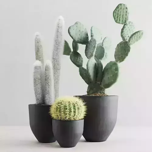 Cacti In Concrete Pots
