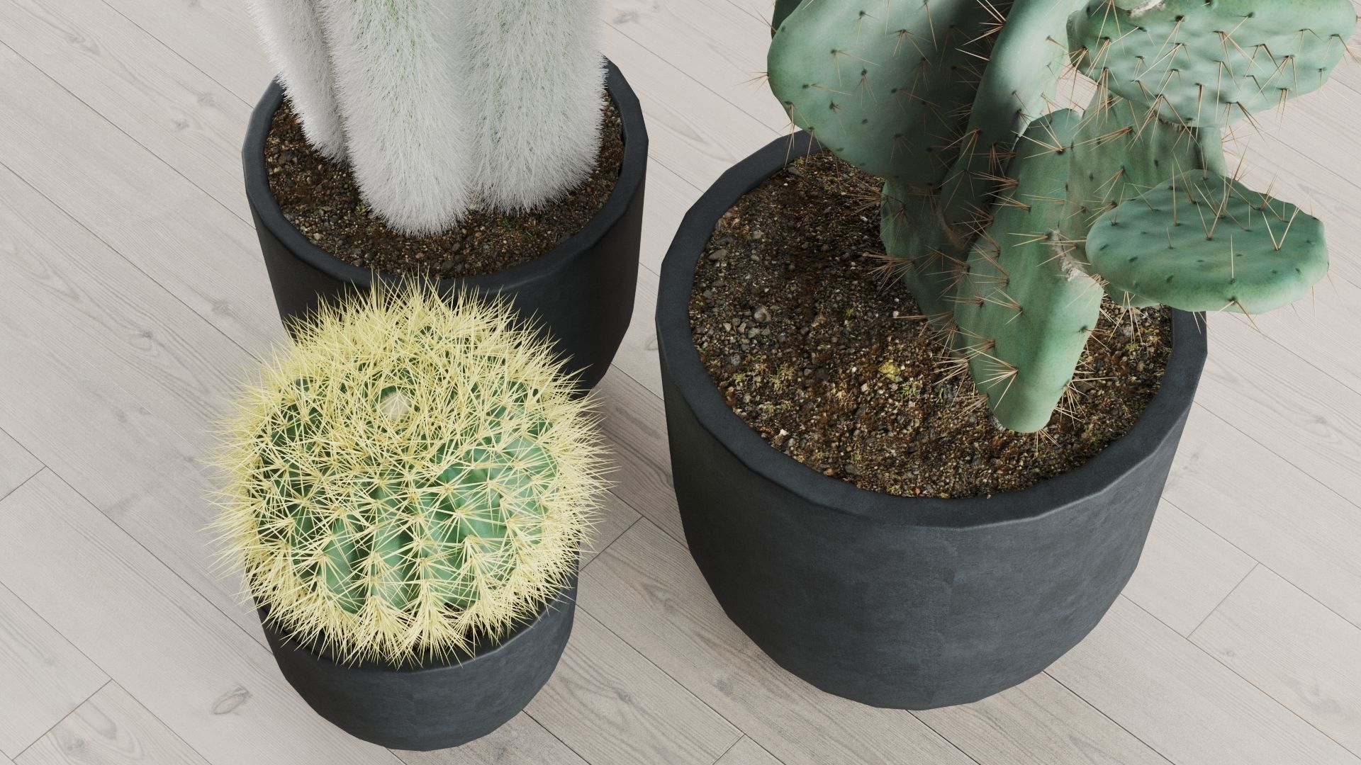 Cacti In Concrete Pots 3D model_5