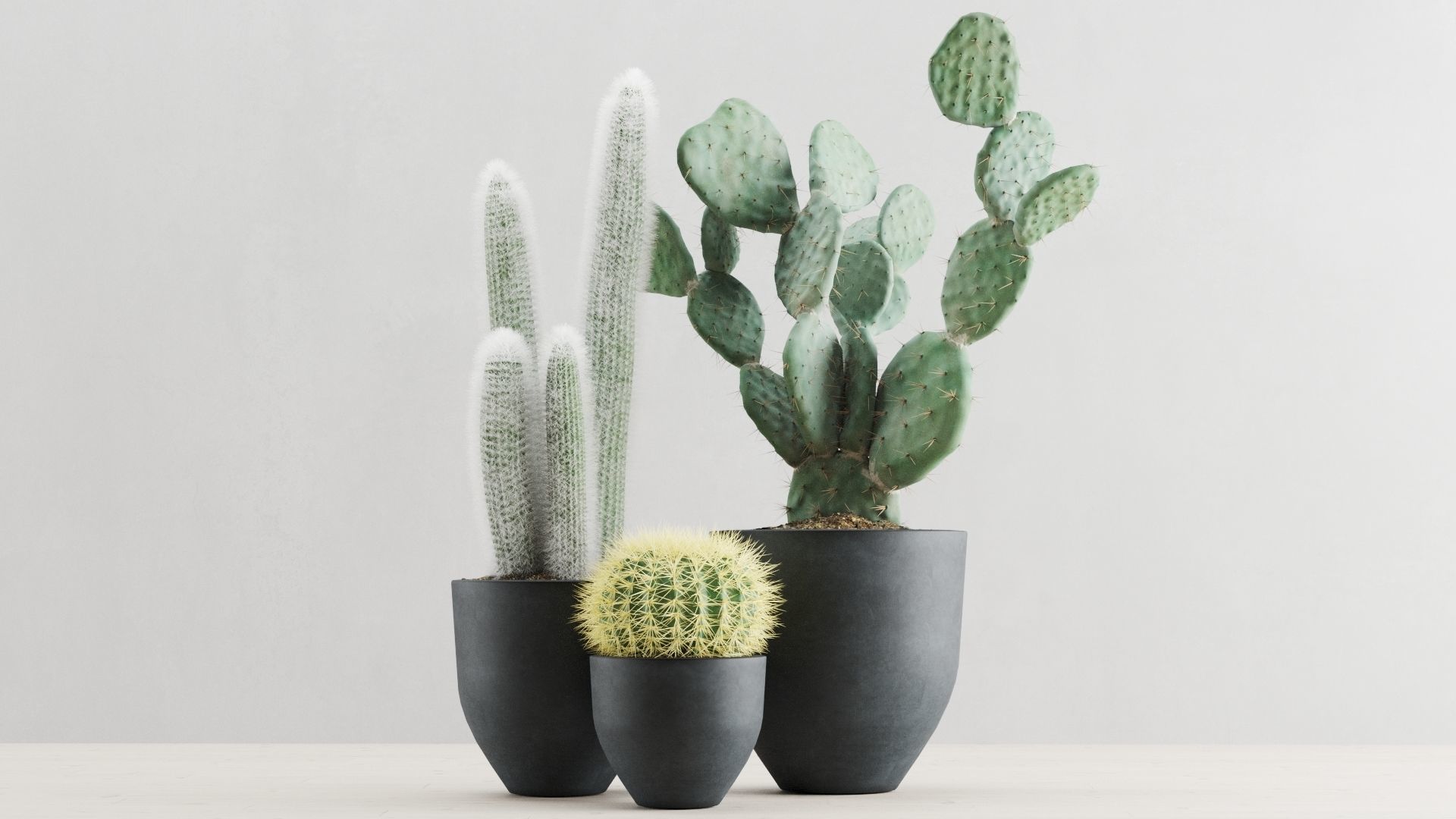 Cacti In Concrete Pots 3D model_1