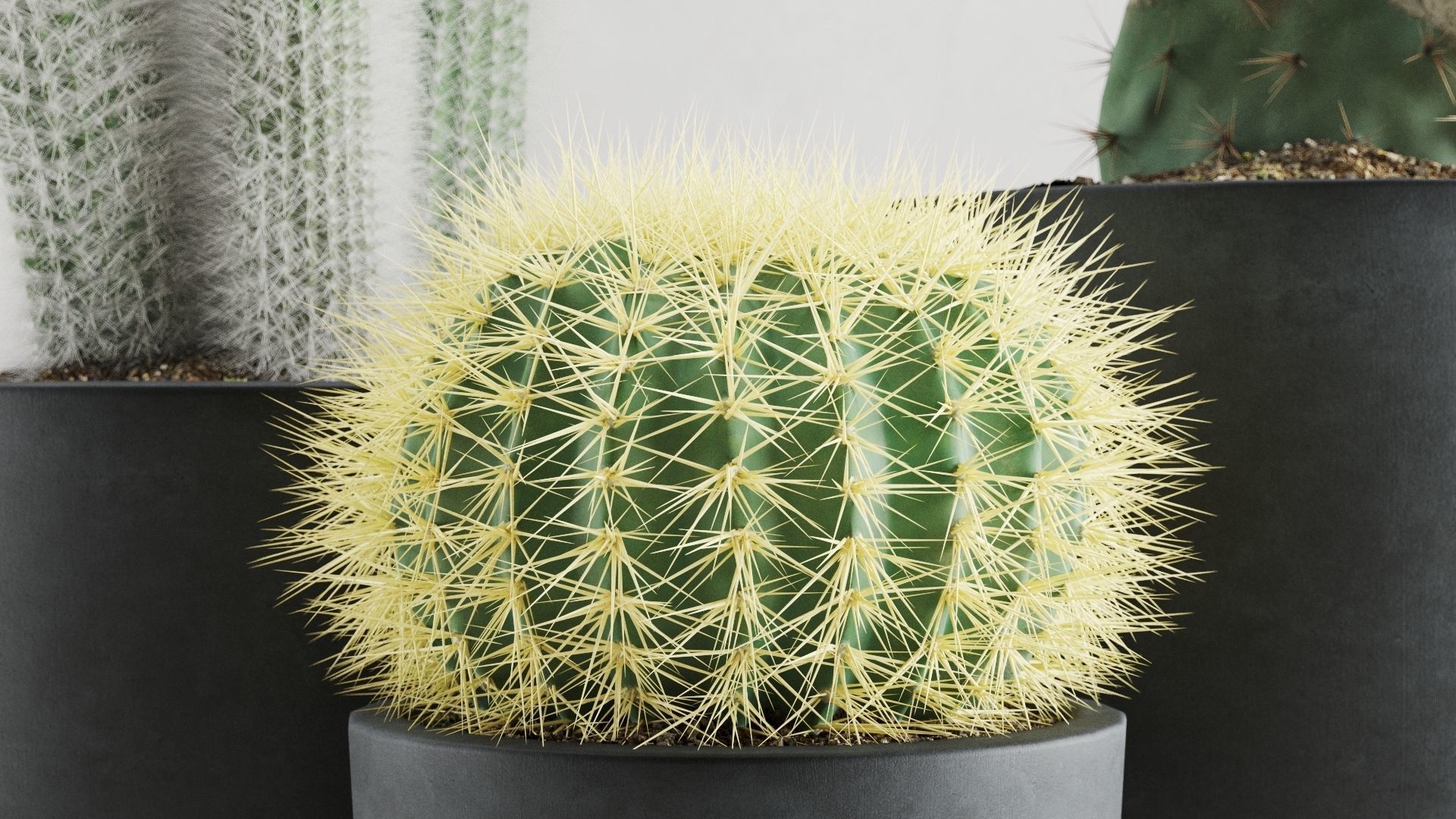 Cacti In Concrete Pots 3D model_4