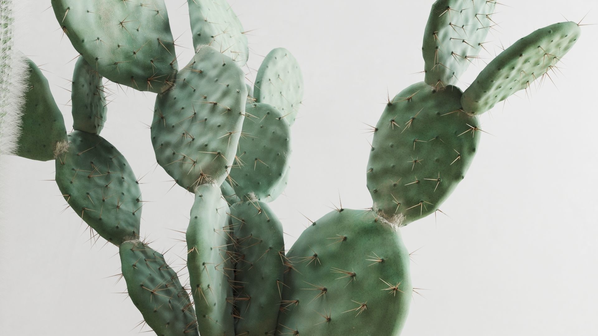 Cacti In Concrete Pots 3D model_3