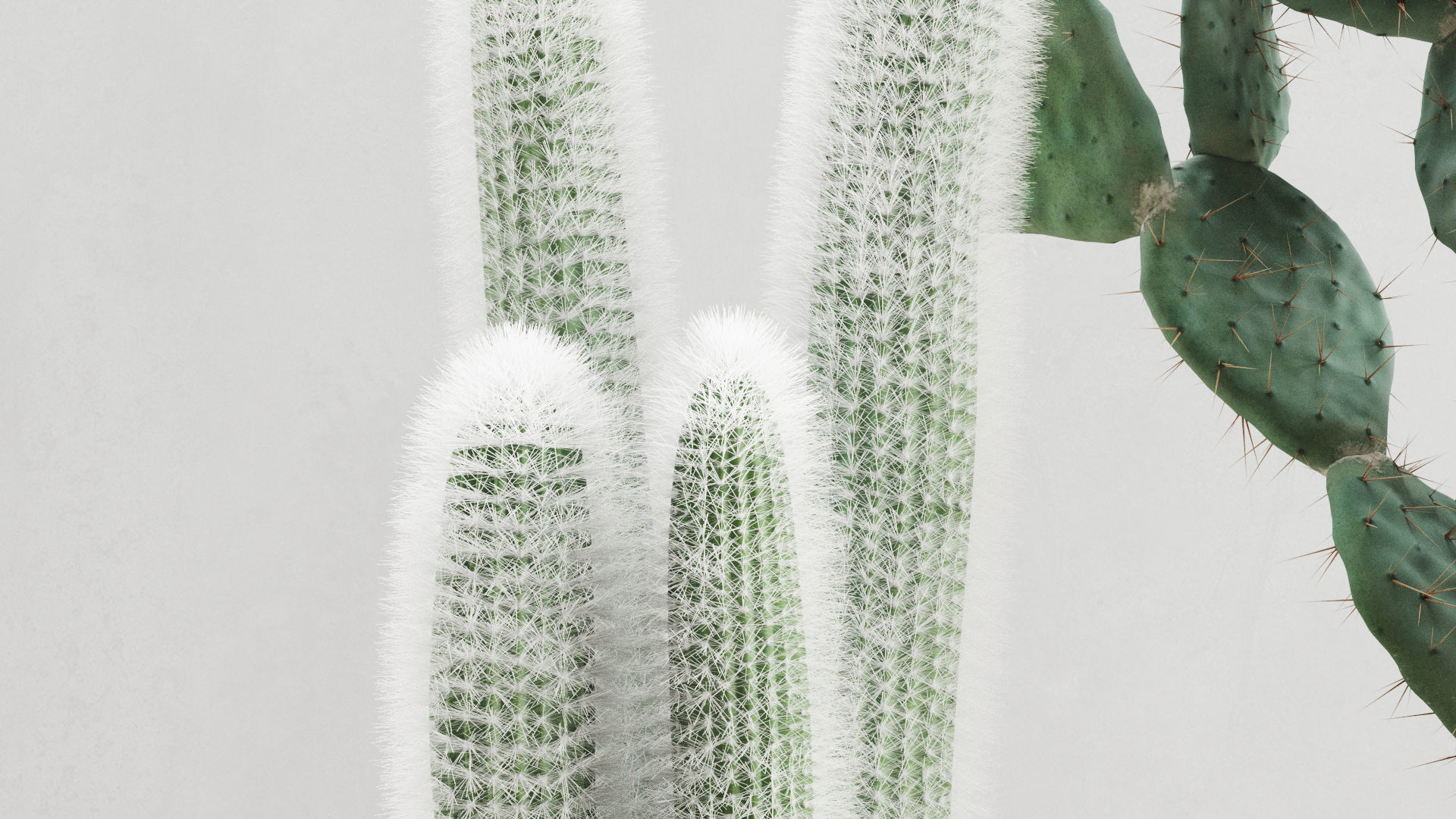 Cacti In Concrete Pots 3D model_2