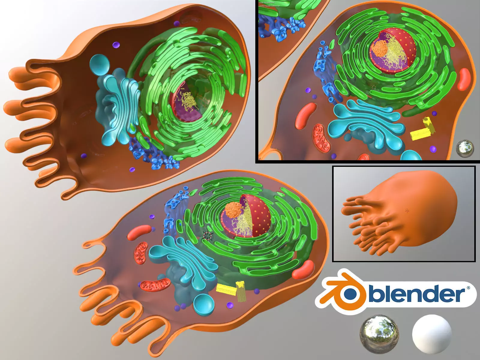Animal Cell 3D Blender 3D model