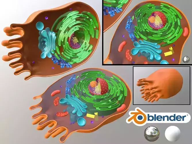 Animal Cell 3D Blender 3D model