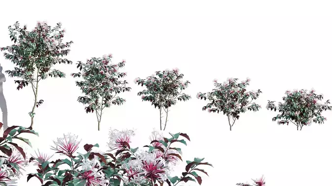 Clerodendrum Quadriloculare - Starburst Bush