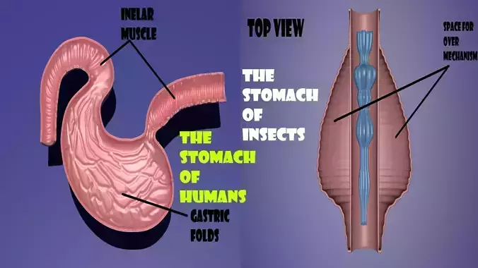 The stomach of humans and insects for biological lessons