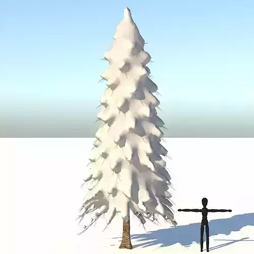 Snow Abies Fraseri Tree