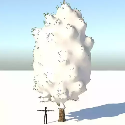 Snow Carolina Poplar Tree