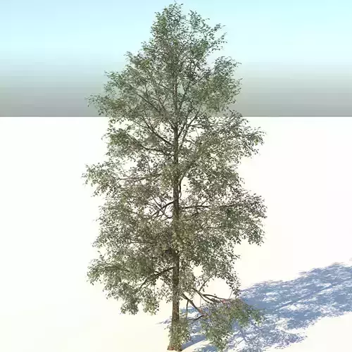 White Birch Tree 3D model