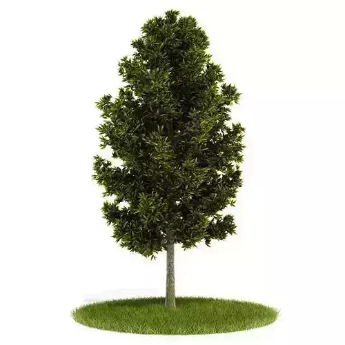 Green  Tree With Leaves