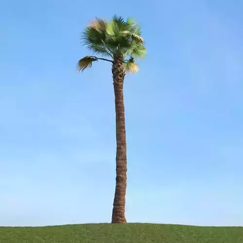 Lone Palm Tree