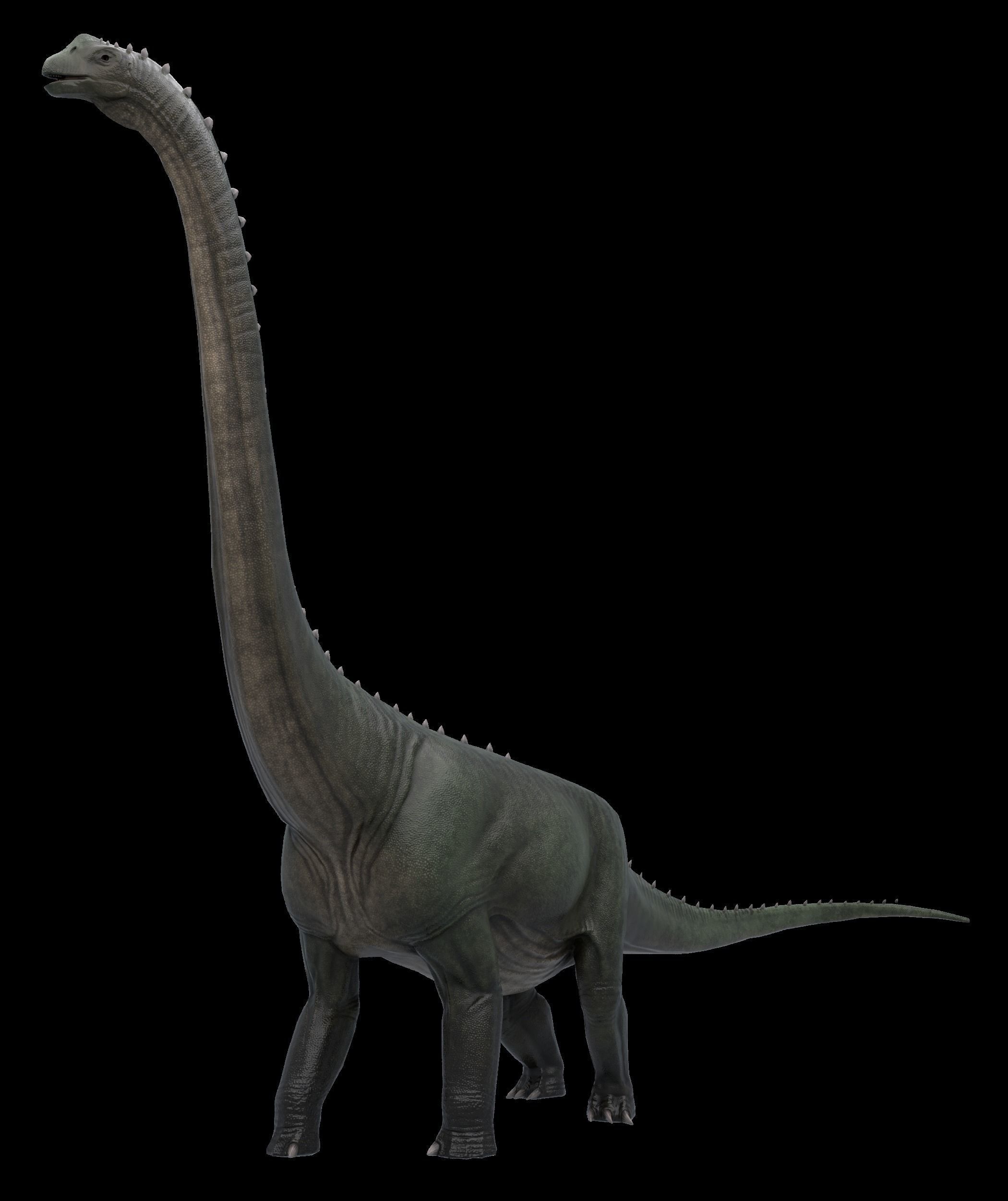 Argentinosaurus Asset Pack Low-poly 3D model_10