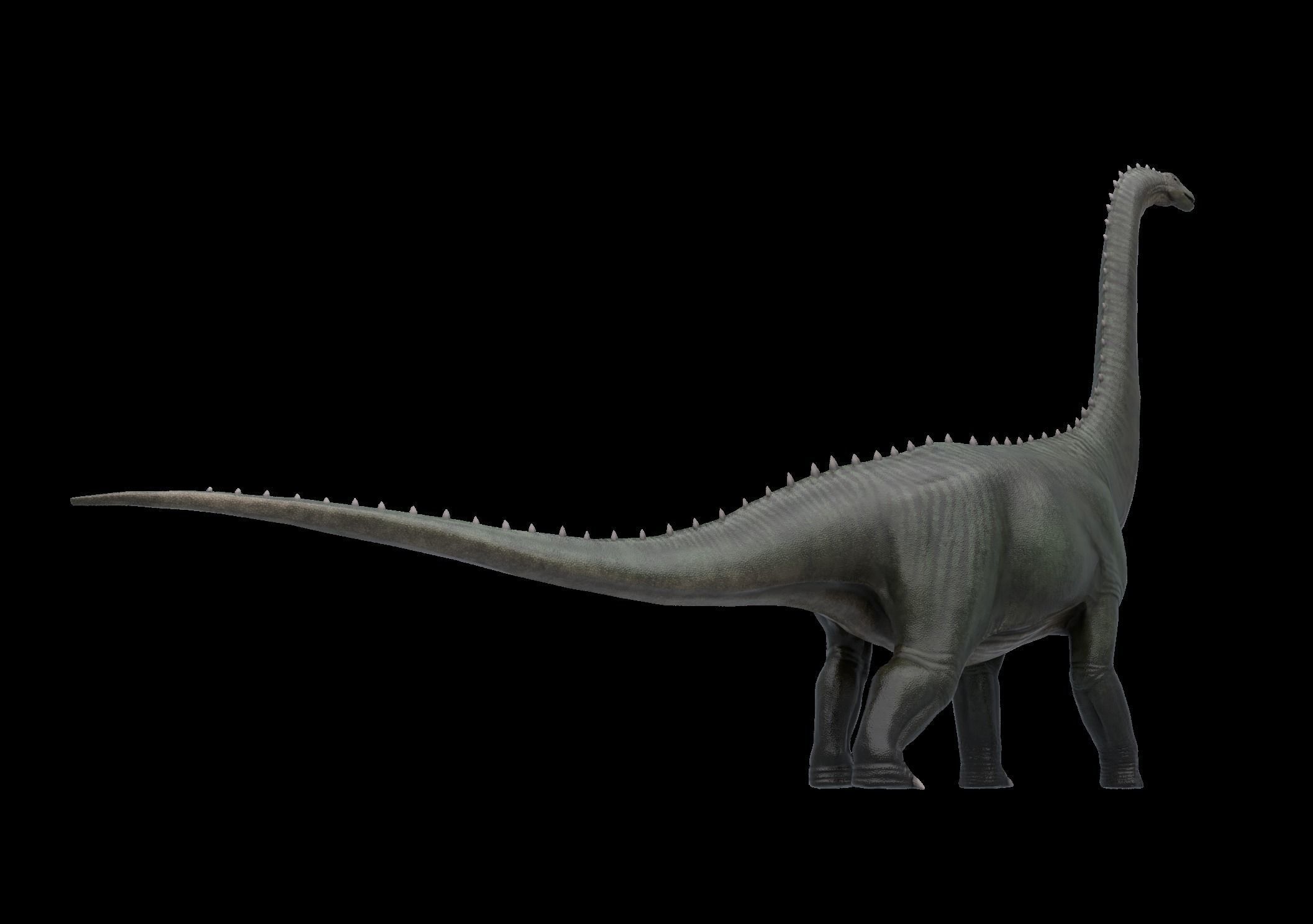 Argentinosaurus Asset Pack Low-poly 3D model_11