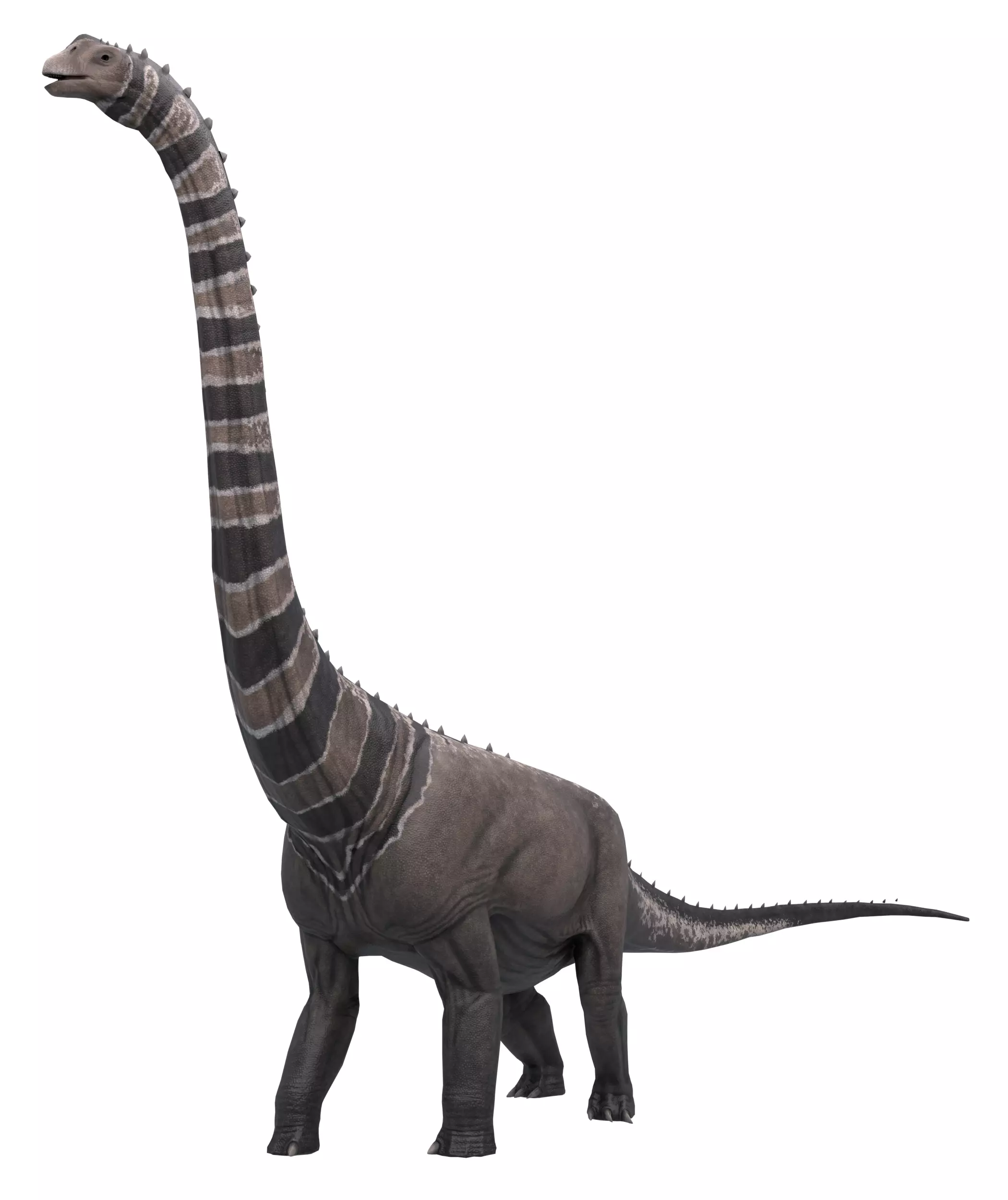 Argentinosaurus Asset Pack Low-poly 3D model_0