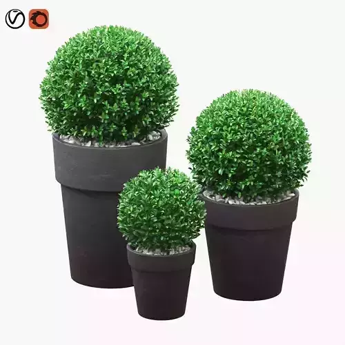 Potted Buxus Balls 01 3D model