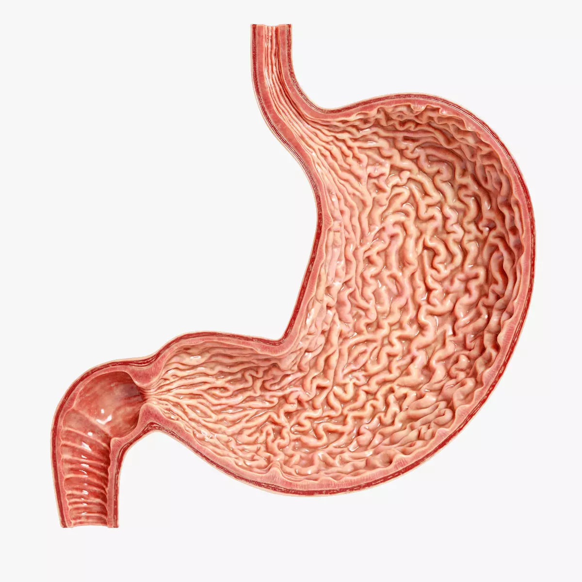 3D Human Stomach - Cross-Section model Low-poly 3D model_0