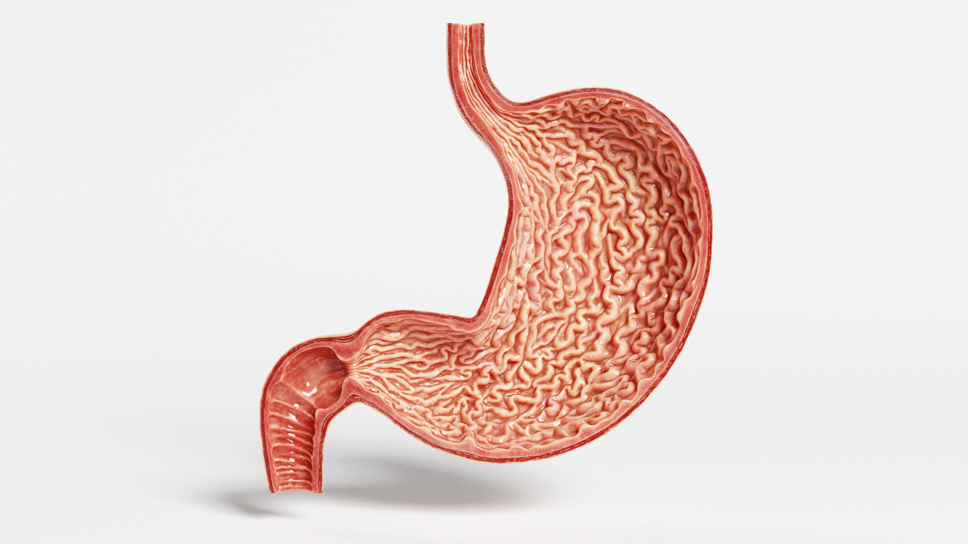 3D Human Stomach - Cross-Section model Low-poly 3D model_2