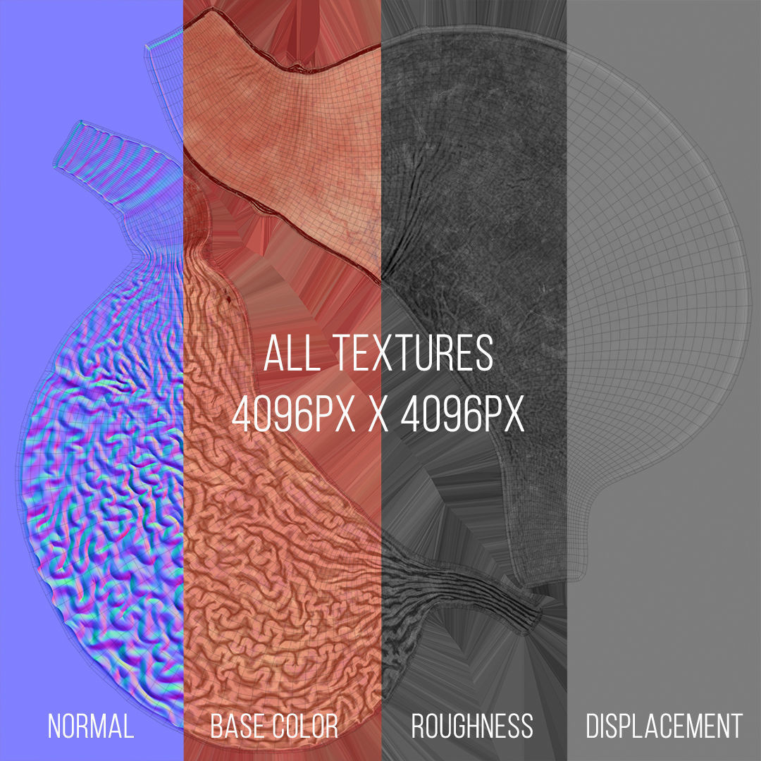 3D Human Stomach - Cross-Section model Low-poly 3D model_12