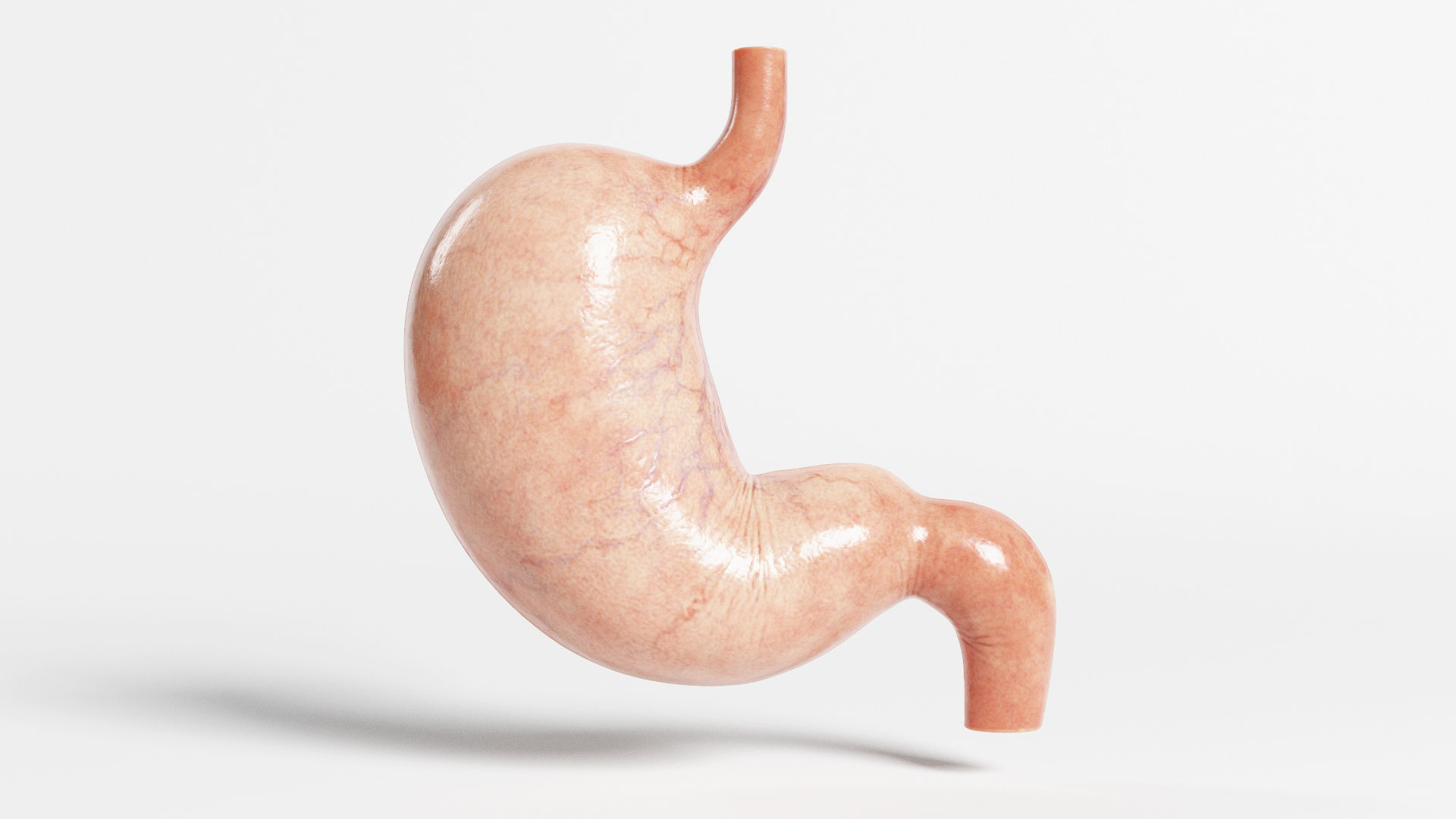 3D Human Stomach - Cross-Section model Low-poly 3D model_3