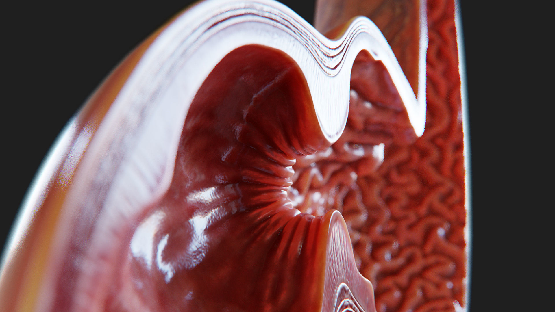 3D Human Stomach - Cross-Section model Low-poly 3D model_8