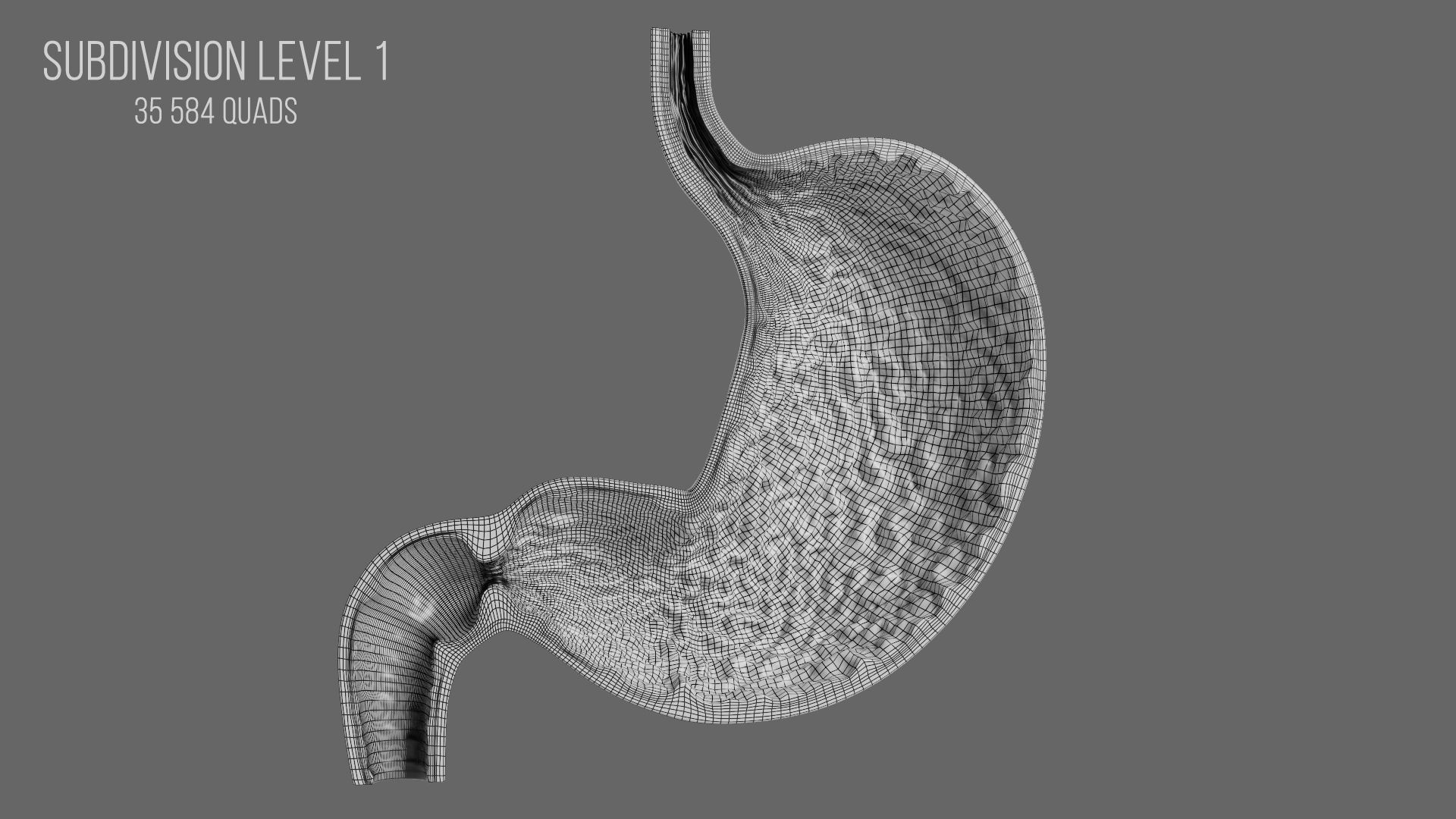 3D Human Stomach - Cross-Section model Low-poly 3D model_10