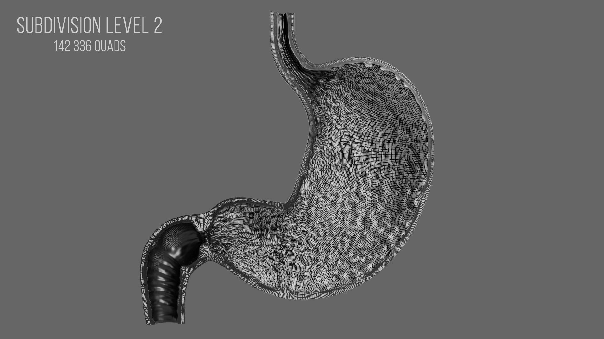 3D Human Stomach - Cross-Section model Low-poly 3D model_11