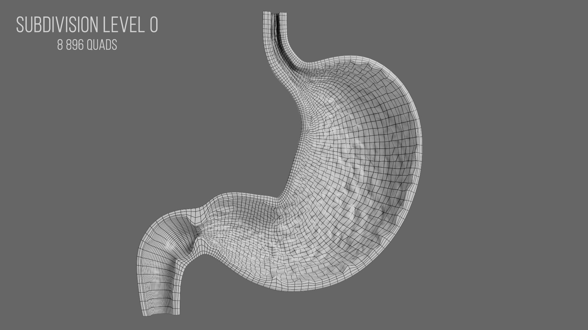 3D Human Stomach - Cross-Section model Low-poly 3D model_9