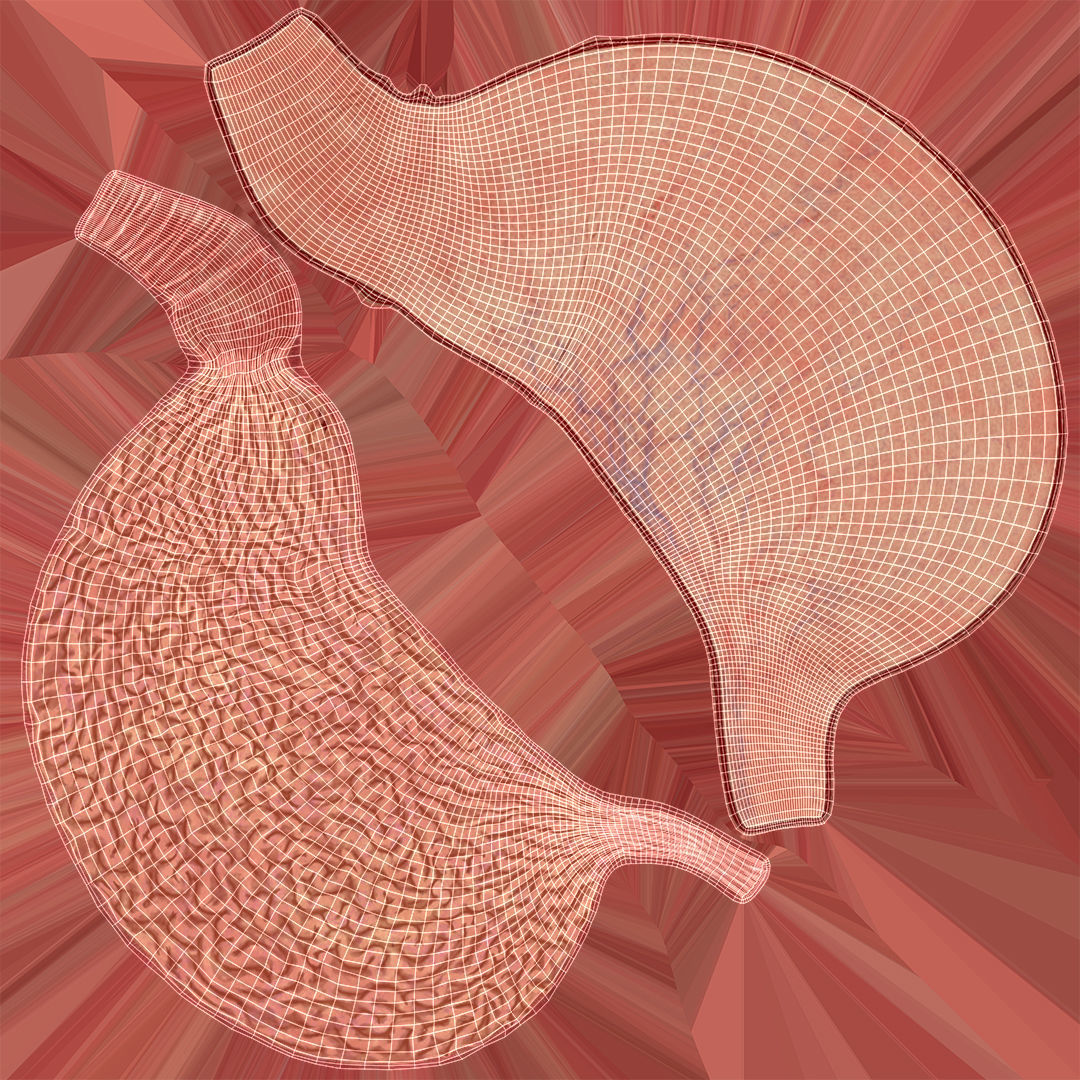 3D Human Stomach - Cross-Section model Low-poly 3D model_1