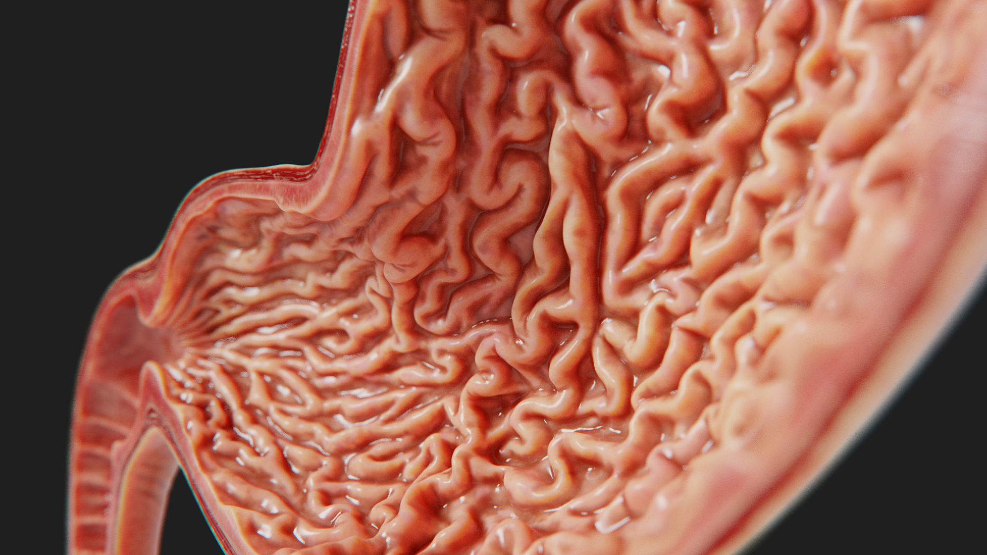 3D Human Stomach - Cross-Section model Low-poly 3D model_4