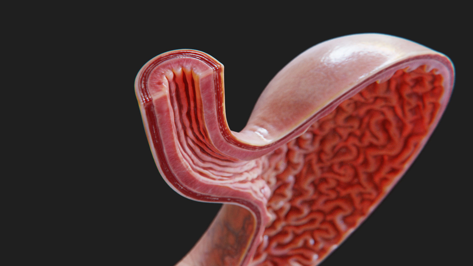 3D Human Stomach - Cross-Section model Low-poly 3D model_7