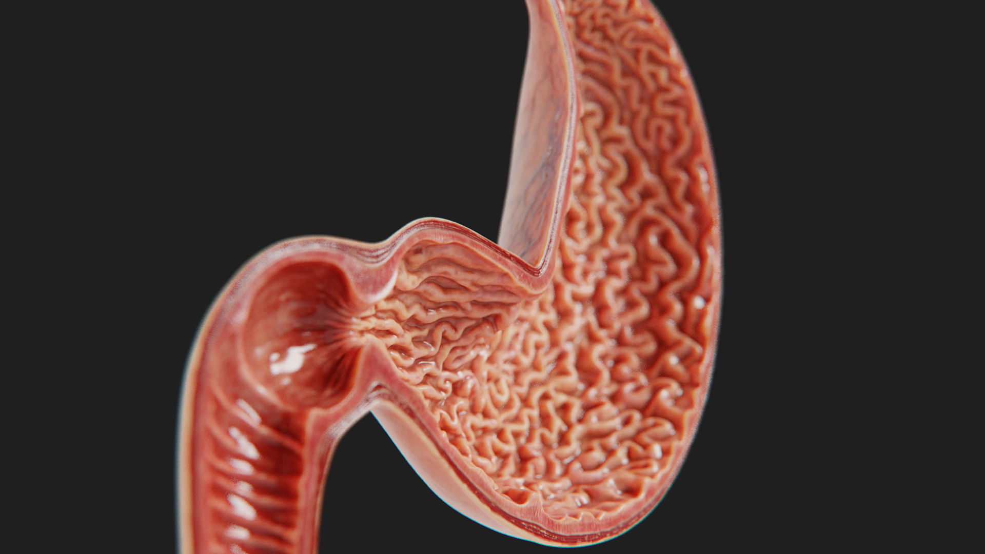 3D Human Stomach - Cross-Section model Low-poly 3D model_5