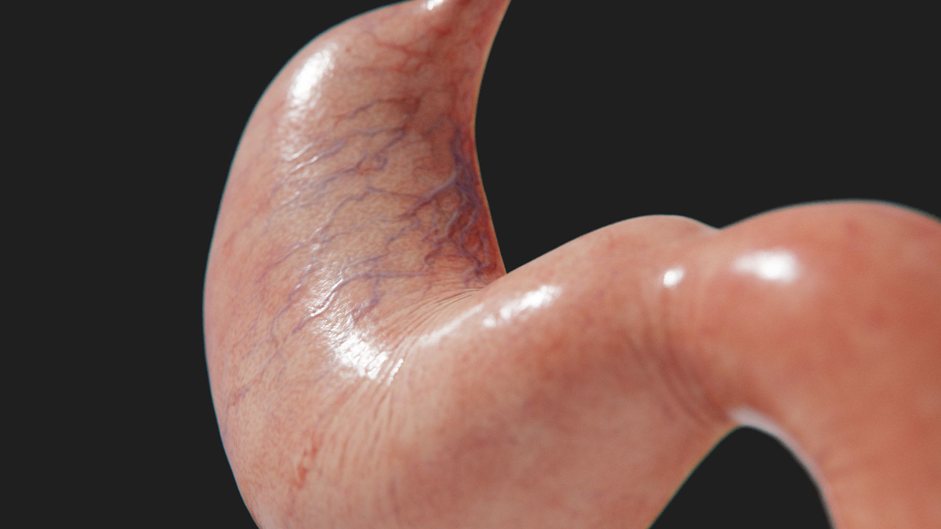 3D Human Stomach - Cross-Section model Low-poly 3D model_6