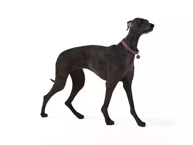 Short Haired Dog 3D model