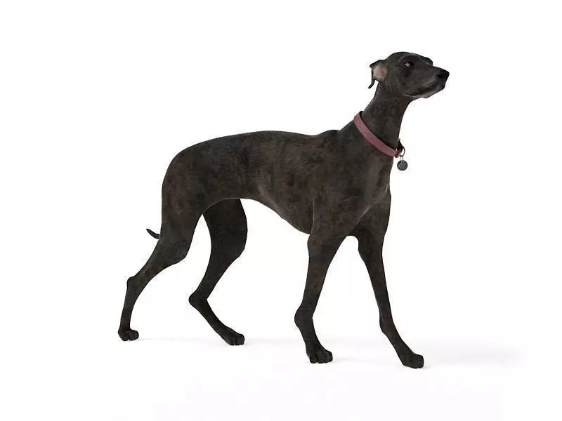 Short Haired Dog 3D model_0