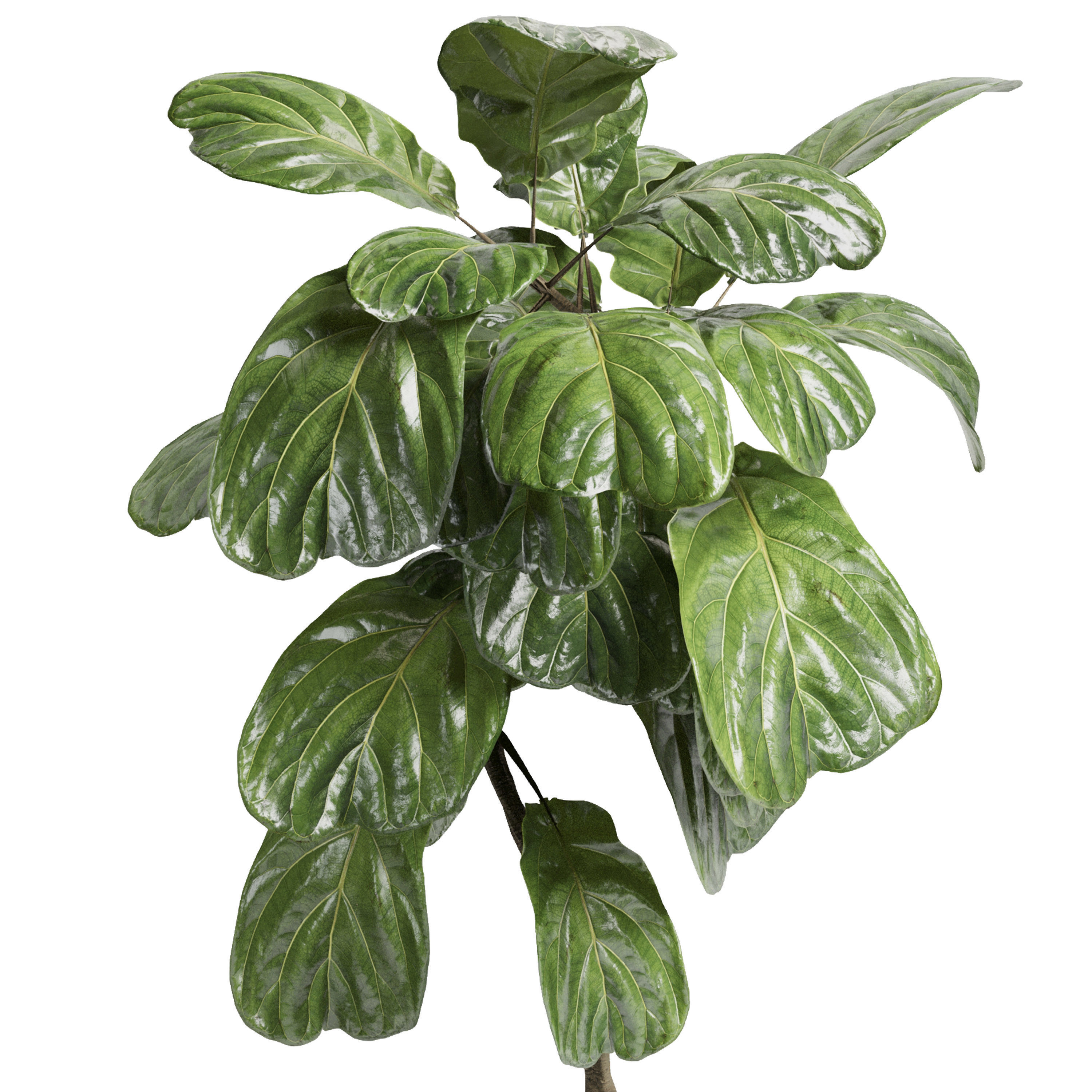 Indoor plant 21 Low-poly 3D model_2