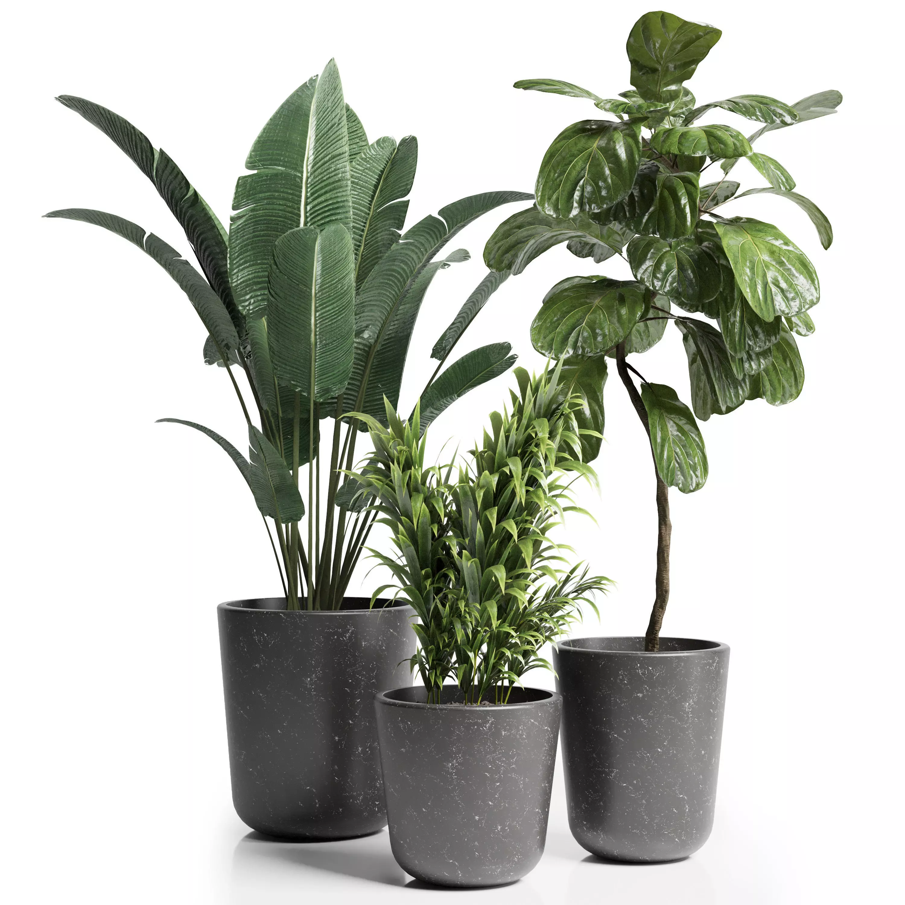 Indoor plant 21 Low-poly 3D model_0