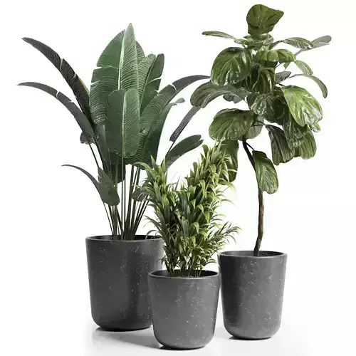 Indoor plant 21 Low-poly 3D model
