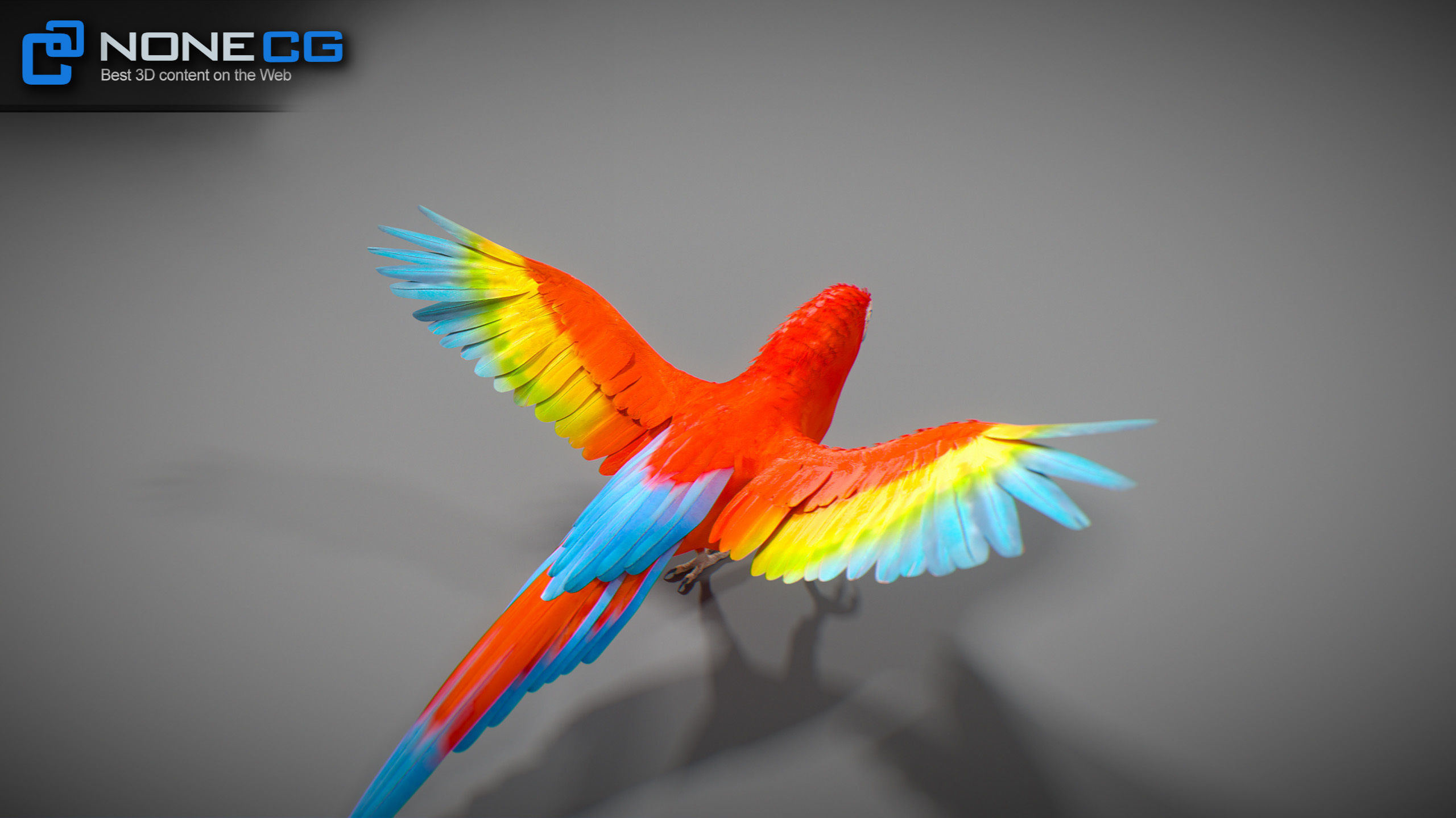 Animated Parrots Pack 3D model_69