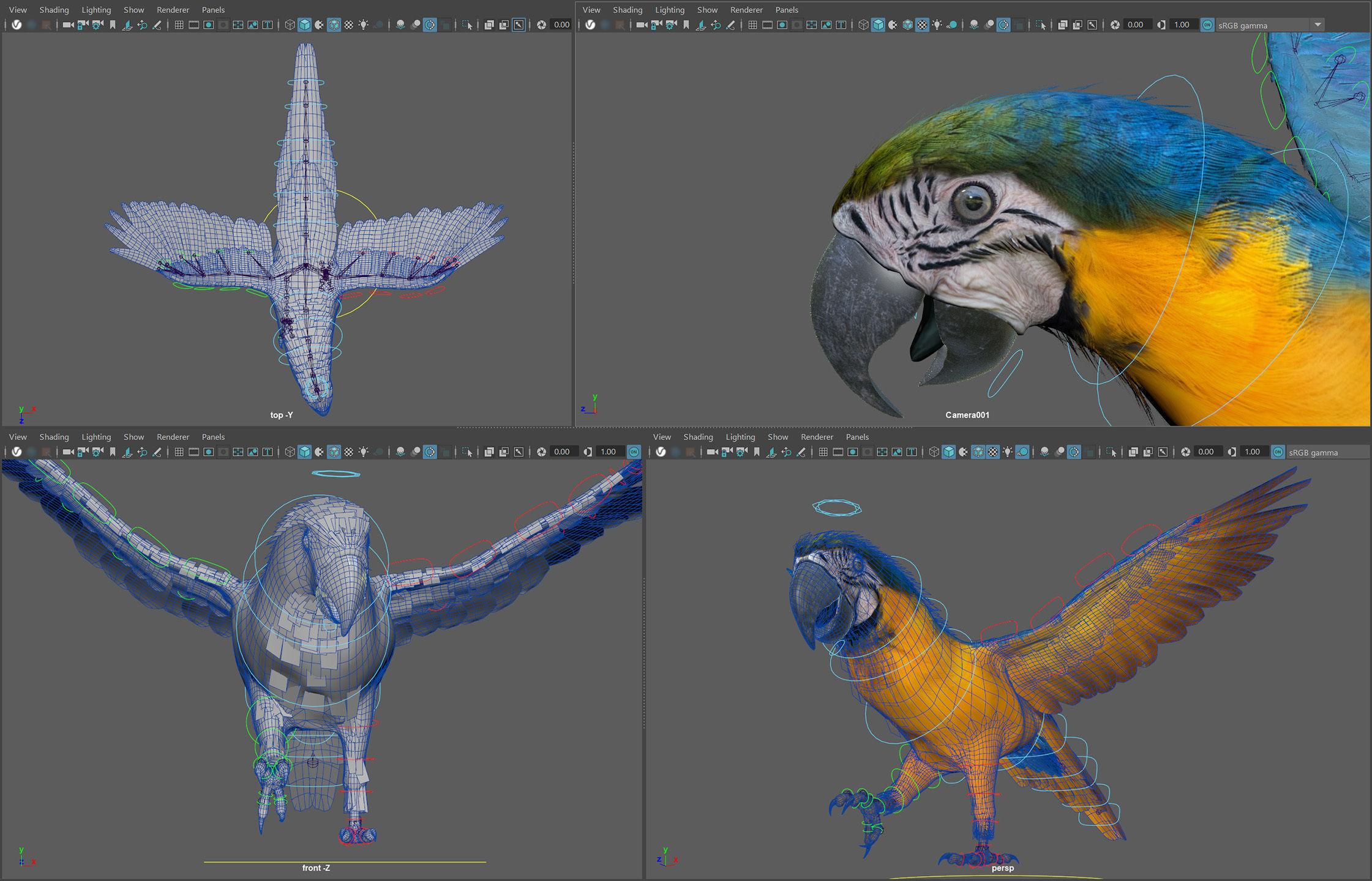 Animated Parrots Pack 3D model_5