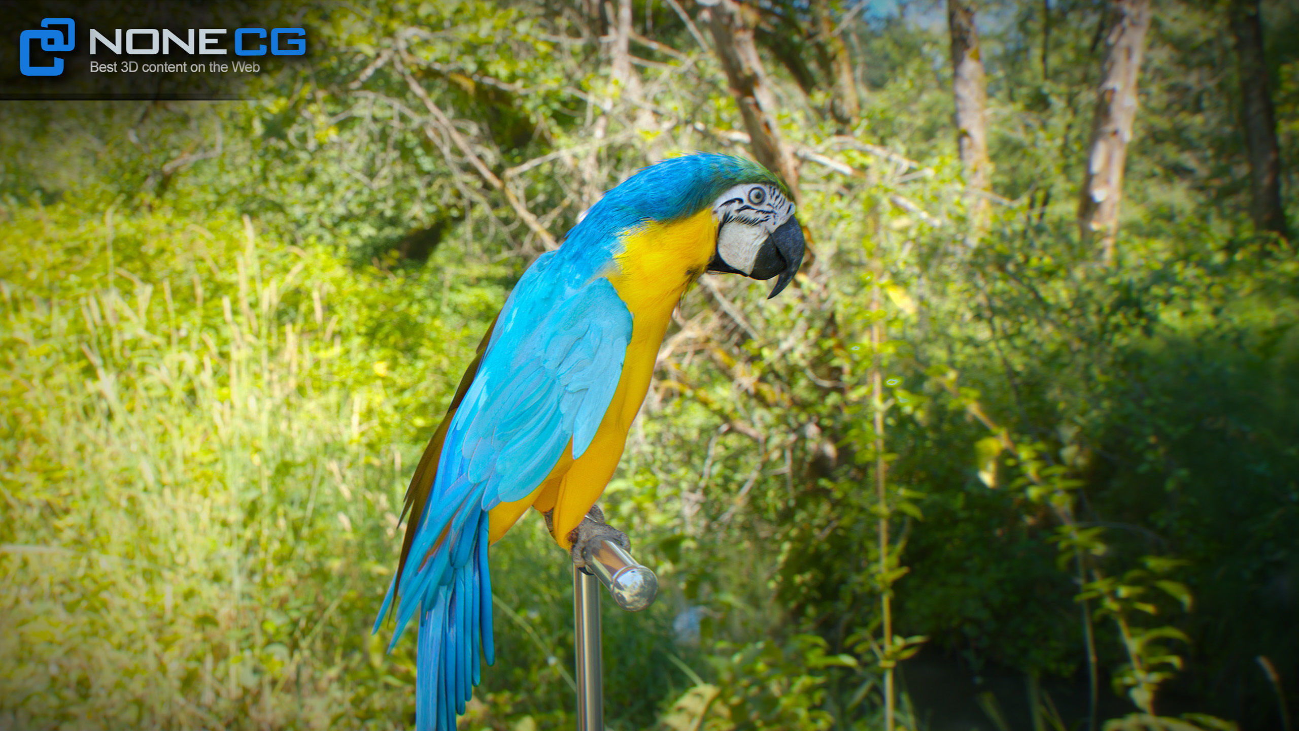 Animated Parrots Pack 3D model_44