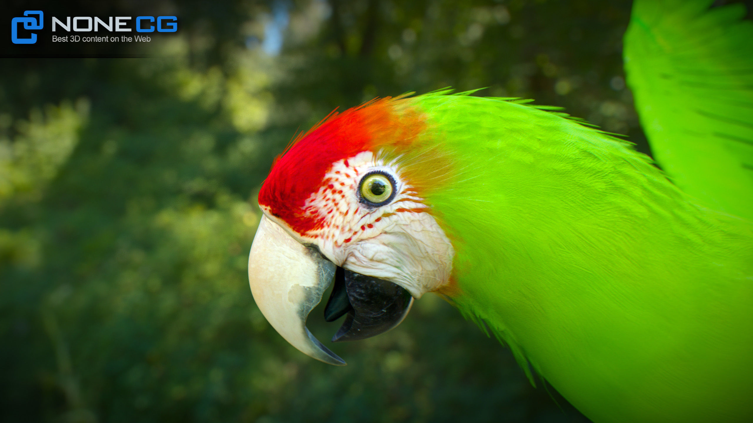 Animated Parrots Pack 3D model_6