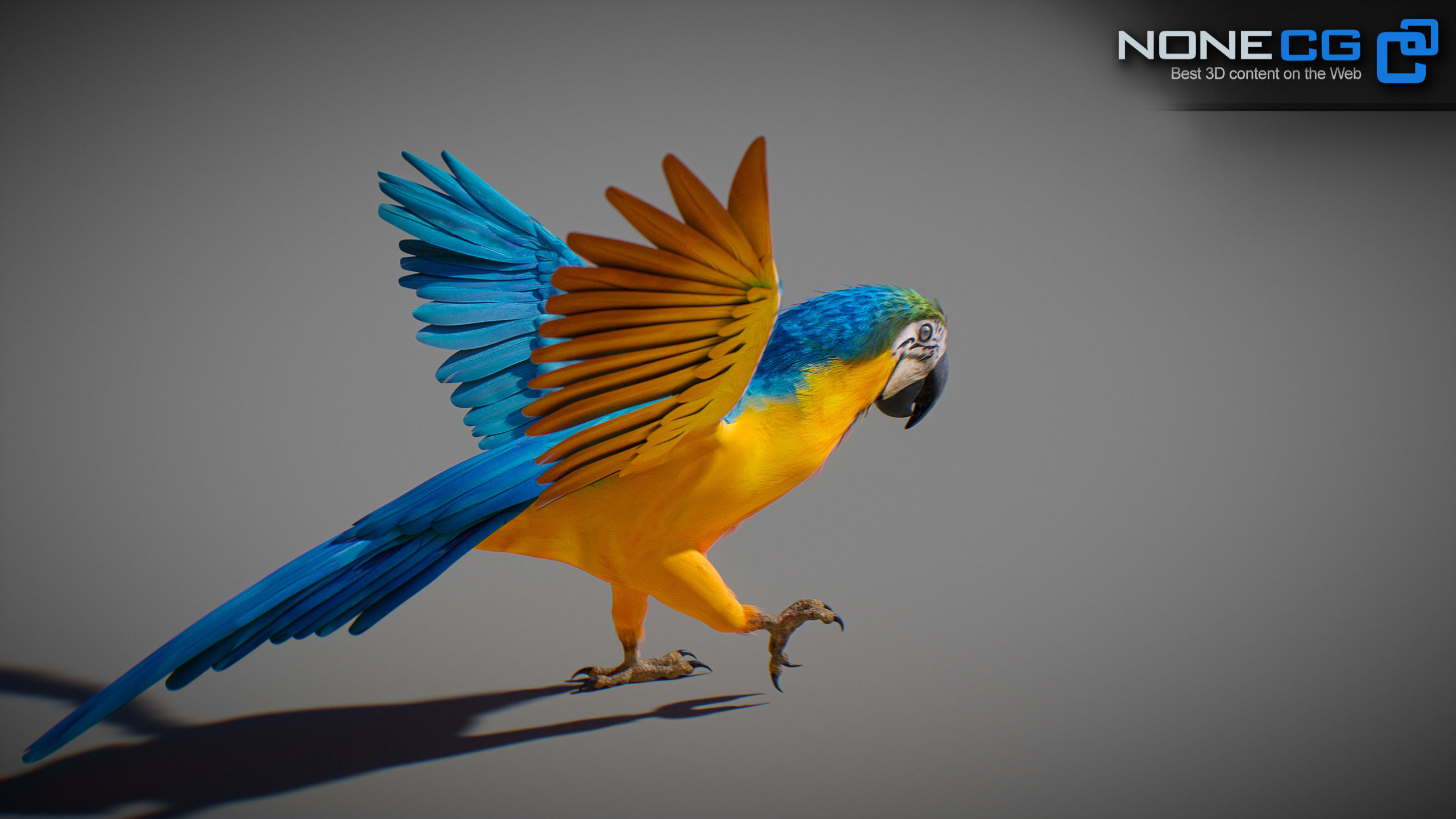 Animated Parrots Pack 3D model_50